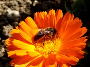 Bee-Pollination