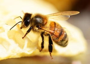 Bee Upclose