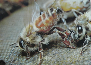 Bees Fanning