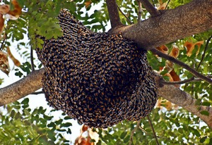 Bee Swarming