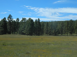 Coconino-Forests-Christopher-Block