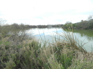 Arizona Wetland