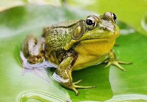 Bullfrong on Lillypad