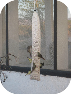 Bird Watching