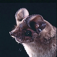 Bat - copyright Batcon.org